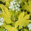 Little Honey Oakleaf Hydrangea - 1 Gallon Pot -Wilson Bros Gardens Hydrangea Little Honey 1