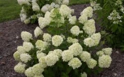 Little Lime Hydrangea - 1 Gallon Pot -Wilson Bros Gardens Hydrangea Little Lime 1