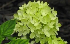 Little Lime Hydrangea - 1 Gallon Pot -Wilson Bros Gardens Hydrangea Little Lime