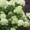 Little Lime Hydrangea - 1 Gallon Pot -Wilson Bros Gardens Hydrangea Little Lime 500x750 1