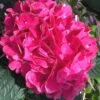 Merritts Supreme Hydrangea - 1 Gallon Pot -Wilson Bros Gardens Hydrangea Merrits Supreme Pink 15