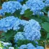 Mini Penny Hydrangea - 2 Gallon Pot -Wilson Bros Gardens Hydrangea Mini Penny 1 1