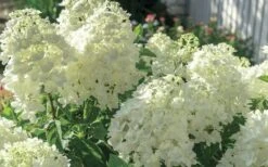 Moon Dance Hydrangea - 2 Gallon Pot 10 Moon Dance Hydrangea - 2 Gallon Pot -Wilson Bros Gardens Hydrangea Mood Dance 4