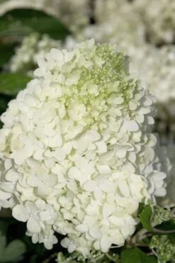 Moon Dance Hydrangea - 2 Gallon Pot 11 Moon Dance Hydrangea - 2 Gallon Pot -Wilson Bros Gardens Hydrangea Moon Dance 2