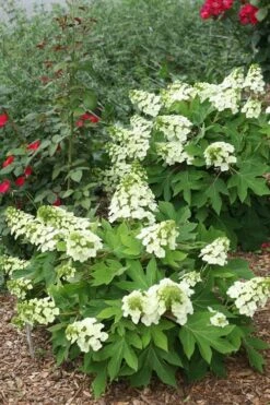Munchkin Dwarf Oakleaf Hydrangea - 2 Gallon Pot -Wilson Bros Gardens Hydrangea Munchkin 11