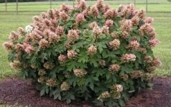 Munchkin Dwarf Oakleaf Hydrangea - 2 Gallon Pot -Wilson Bros Gardens Hydrangea Munchkin