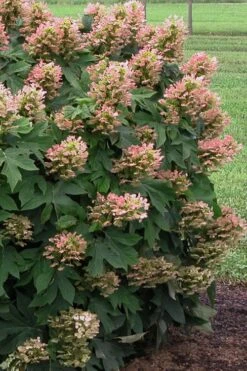 Munchkin Dwarf Oakleaf Hydrangea - 2 Gallon Pot -Wilson Bros Gardens Hydrangea Munchkin 500x750 1