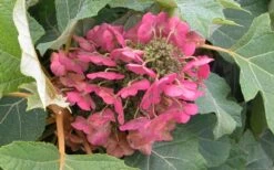 Munchkin Dwarf Oakleaf Hydrangea - 2 Gallon Pot -Wilson Bros Gardens Hydrangea Munchkin Bloom Closeup