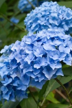 Nikko Blue Hydrangea - 2 Gallon Pot -Wilson Bros Gardens Hydrangea Nikko Blue 10 1