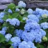 Nikko Blue Hydrangea - 2 Gallon Pot -Wilson Bros Gardens Hydrangea Nikko Blue 500x750 2