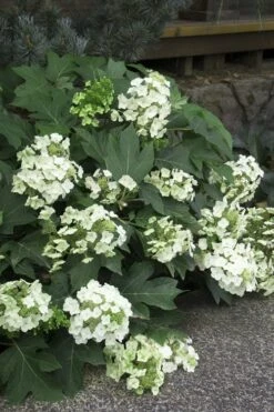 Pee Wee Dwarf Oakleaf Hydrangea - 3 Gallon Pot -Wilson Bros Gardens Hydrangea Oakleaf Pee Wee 11