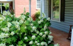 Pee Wee Dwarf Oakleaf Hydrangea - 3 Gallon Pot -Wilson Bros Gardens Hydrangea Oakleaf Pee Wee