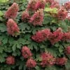 Ruby Slippers Dwarf Oakleaf Hydrangea - 7 Gallon Pot -Wilson Bros Gardens Hydrangea Oakleaf Ruby Slippers 500x750 2