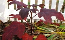 Ruby Slippers Dwarf Oakleaf Hydrangea - 7 Gallon Pot -Wilson Bros Gardens Hydrangea Oakleaf Ruby Slippers Fall Foliage Color 1