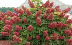 Ruby Slippers Dwarf Oakleaf Hydrangea - 7 Gallon Pot -Wilson Bros Gardens Hydrangea Oakleaf Ruby Slippers Full Bloom 1