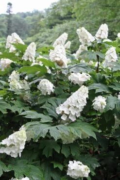 Snow Queen Oakleaf Hydrangea - 2 Gallon Pot -Wilson Bros Gardens Hydrangea Oakleaf Snow Queen 10 1