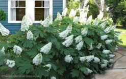 Snow Queen Oakleaf Hydrangea - 1 Gallon Pot -Wilson Bros Gardens Hydrangea Oakleaf Snow Queen 11