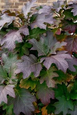 Snow Queen Oakleaf Hydrangea - 2 Gallon Pot -Wilson Bros Gardens Hydrangea Oakleaf Snow Queen 3 1