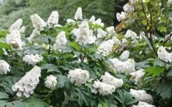 Snow Queen Oakleaf Hydrangea - 2 Gallon Pot -Wilson Bros Gardens Hydrangea Oakleaf Snow Queen 6 1