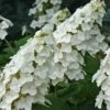 Snow Queen Oakleaf Hydrangea - 2 Gallon Pot -Wilson Bros Gardens Hydrangea Oakleaf Snow Queen 8 1