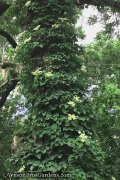 Moonlight Climbing Hydrangea - 2 Gallon Pot -Wilson Bros Gardens Hydrangea Petiolaris Climbing Tree 18 2