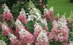 Pinky Winky Hydrangea - 3 Gallon Pot -Wilson Bros Gardens Hydrangea Pinky Winky 1