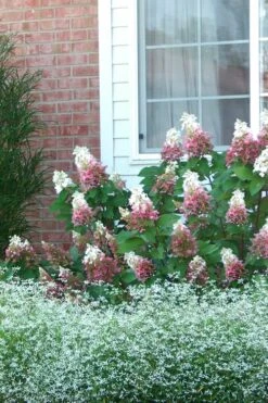 Pinky Winky Hydrangea - 3 Gallon Pot -Wilson Bros Gardens Hydrangea Pinky Winky 12