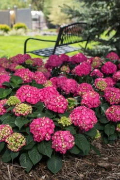 Summer Crush Endless Summer Hydrangea - 6 Gallon Pot (COPY) -Wilson Bros Gardens Hydrangea Summer Crush Endless Summer 3 1