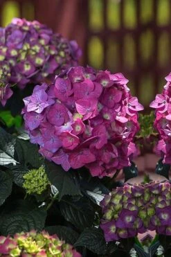 Summer Crush Endless Summer Hydrangea - 7 Gallon Pot -Wilson Bros Gardens Hydrangea Summer Crush Endless Summer 4