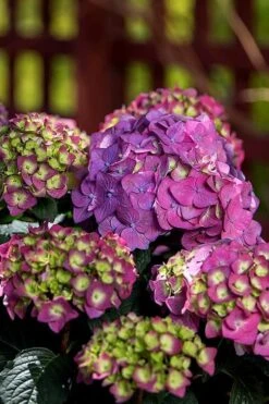 Summer Crush Endless Summer Hydrangea - 2 Gallon Pot -Wilson Bros Gardens Hydrangea Summer Crush Endless Summer 5 2