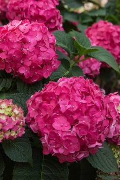 Summer Crush Endless Summer Hydrangea - 2 Gallon Pot -Wilson Bros Gardens Hydrangea Summer Crush Endless Summer 6 2