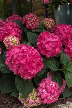 Summer Crush Endless Summer Hydrangea - 7 Gallon Pot -Wilson Bros Gardens Hydrangea Summer Crush Endless Summer 7