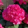 Summer Crush Endless Summer Hydrangea - 2 Gallon Pot -Wilson Bros Gardens Hydrangea Summer Crush Endless Summer 8 2
