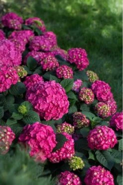 Summer Crush Endless Summer Hydrangea - 7 Gallon Pot -Wilson Bros Gardens Hydrangea Summer Crush Endless Summer 9