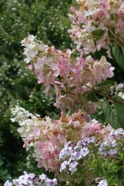 Tardiva Hydrangea - 3 Gallon Pot -Wilson Bros Gardens Hydrangea Tardiva 11