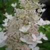 Tardiva Hydrangea - 3 Gallon Pot -Wilson Bros Gardens Hydrangea Tardiva 12