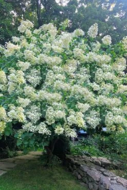 Tardiva Hydrangea - 3 Gallon Pot -Wilson Bros Gardens Hydrangea Tardiva 16