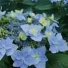 Tuff Stuff Ah-Ha Mountain Hydrangea - 3 Gallon Pot -Wilson Bros Gardens Hydrangea Tuff Stuff 2