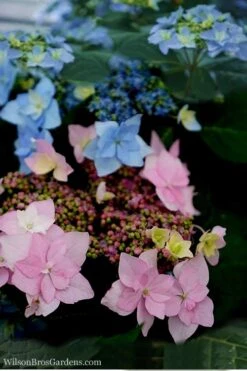 Tuff Stuff Ah-Ha Mountain Hydrangea - 3 Gallon Pot -Wilson Bros Gardens Hydrangea Tuff Stuff 5