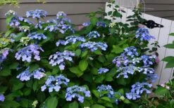 Twist-N-Shout Endless Summer Hydrangea - 3 Gallon Pot -Wilson Bros Gardens Hydrangea Twist N Shout Blue Flowers 3 1