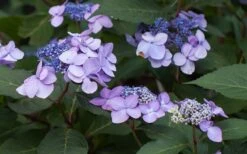 Twist-N-Shout Endless Summer Hydrangea - 3 Gallon Pot -Wilson Bros Gardens Hydrangea Twist N Shout Lavender Flowers 2 1