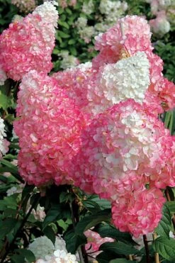Vanilla Strawberry Hydrangea - 1 Gallon Pot -Wilson Bros Gardens Hydrangea Vanilla Strawberry BS