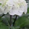 Zebra Hydrangea - 1 Gallon Pot -Wilson Bros Gardens Hydrangea Zebra 500x750 1