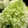 Limelight PeeGee Hydrangea - 1 Gallon Pot -Wilson Bros Gardens Hydrangea limelightf BS