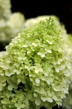 Limelight PeeGee Hydrangea - Single Trunk Topiary Tree - 5 Gallon Pot 10 Limelight PeeGee Hydrangea - Single Trunk Topiary Tree - 5 Gallon Pot -Wilson Bros Gardens Hydrangea limelightf BS 2