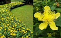 Creeping St Johns Wort (Hypericum Calycinum) - 5 Pack Of Quart Pots -Wilson Bros Gardens Hypericum Calycinum 2 1
