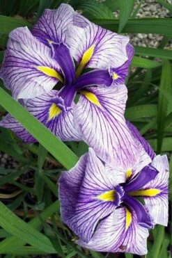 Anna Japanese Iris (Iris Ensata) - 1 Gallon Pot -Wilson Bros Gardens Iris Ensata Anna 1