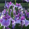 Anna Japanese Iris (Iris Ensata) - 1 Gallon Pot -Wilson Bros Gardens Iris Ensata Anna 5
