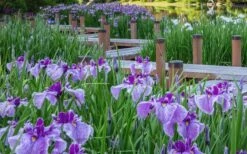 Anna Japanese Iris (Iris Ensata) - 1 Gallon Pot -Wilson Bros Gardens Iris Ensata Anna 7