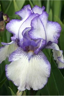 Hemstitched Reblooming Fragrant Bearded Iris- 1 Gallon Pot -Wilson Bros Gardens Iris Hemstitched 10